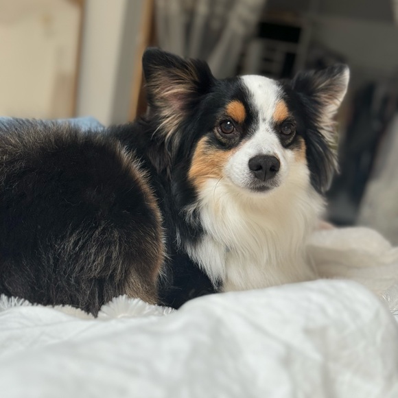 🌸⭐️Like this to be notified when I go live! ⭐️🌸 - Picture 3 of 13